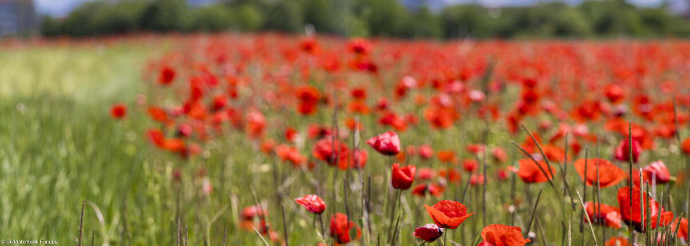 Frühsommer am Stadtrand