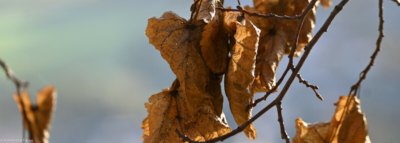 Trockenes Herbstlaub 