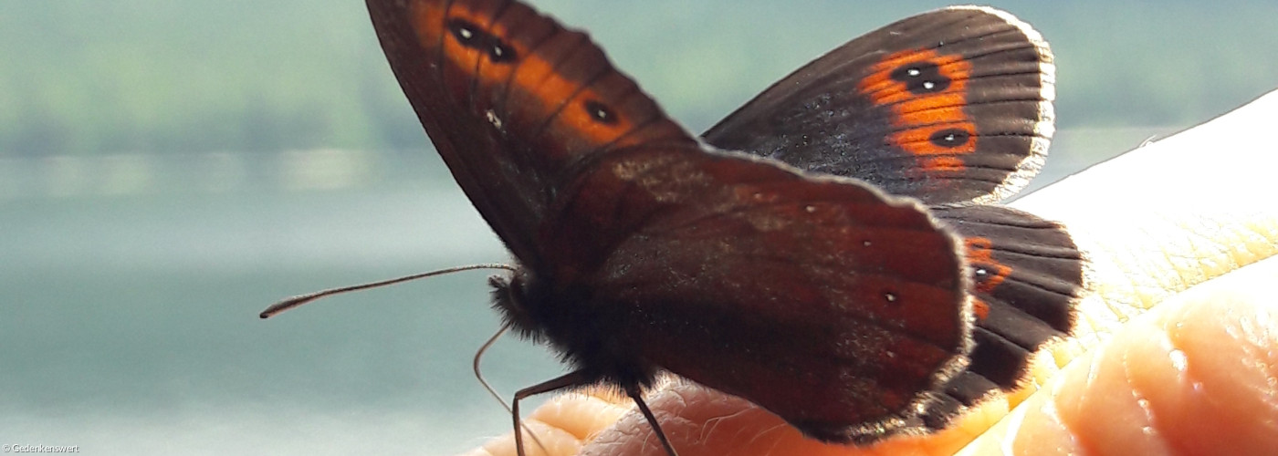 Ein Schmetterling hat sich auf einer Hand niergelassen