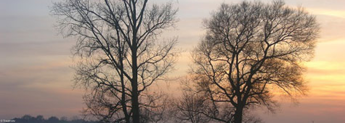 Bäume, hinter denen die Sonne aufgeht