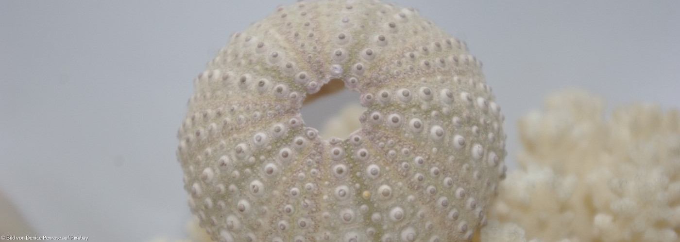 Eine Muschel auf dem Grund des Meeres