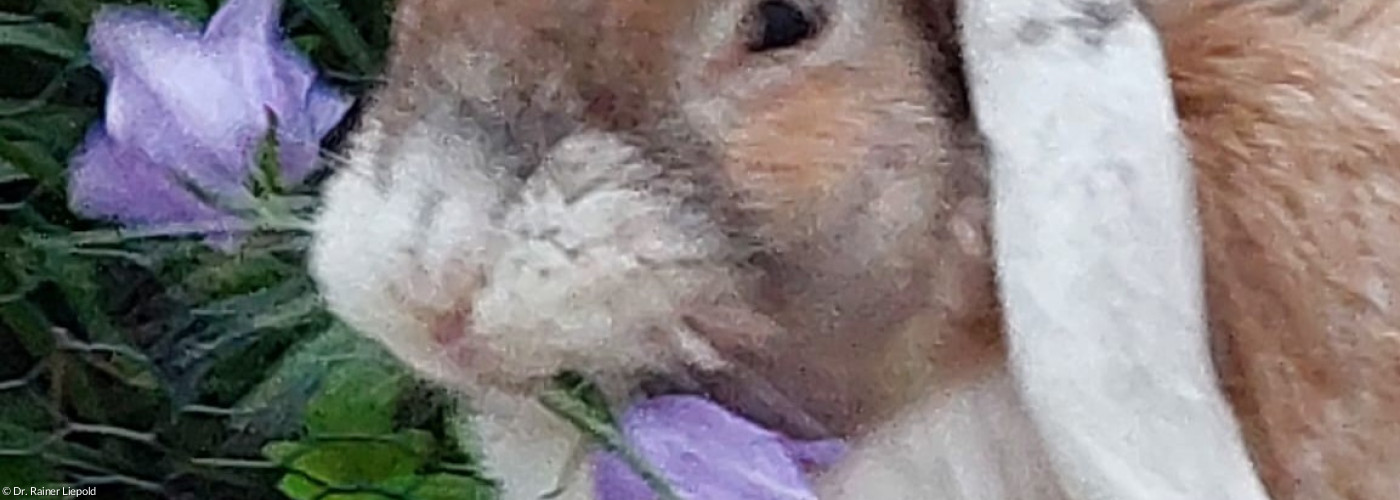 Ein alter Hase mit einer Glockenblume im Maul