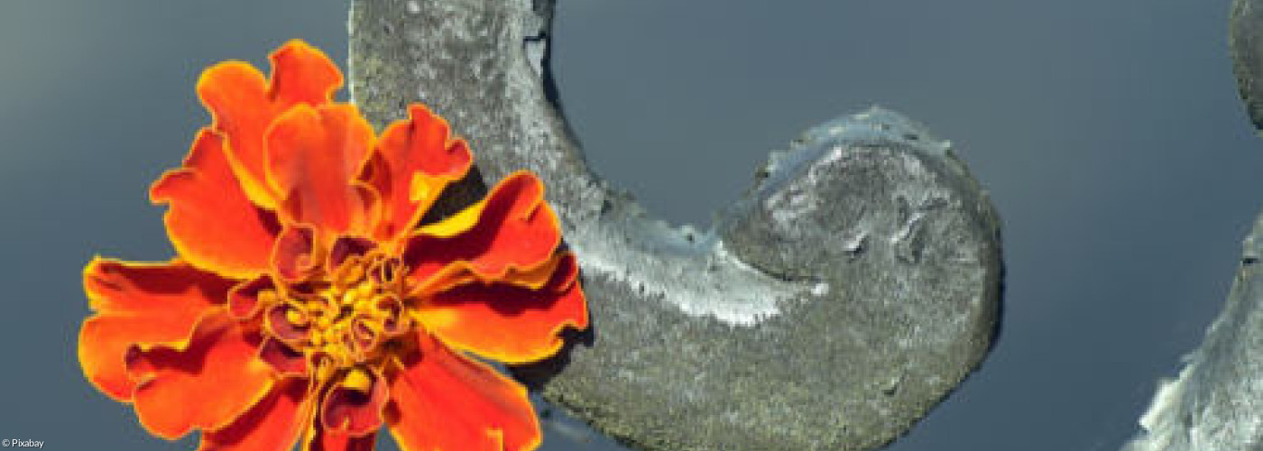 Eine Blume in einem Geländer