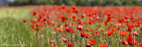 Frühsommer am Stadtrand