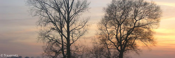 Bäume, hinter denen die Sonne aufgeht