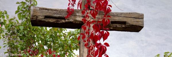 Holzkreuz vom Laub überrankt