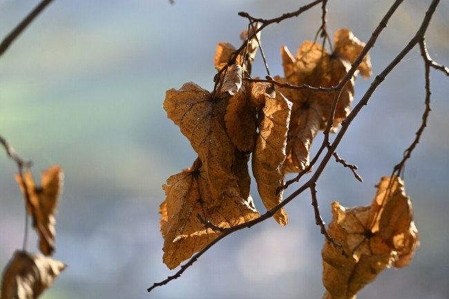 Trockenes Herbstlaub 