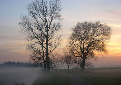 Bäume, hinter denen die Sonne aufgeht