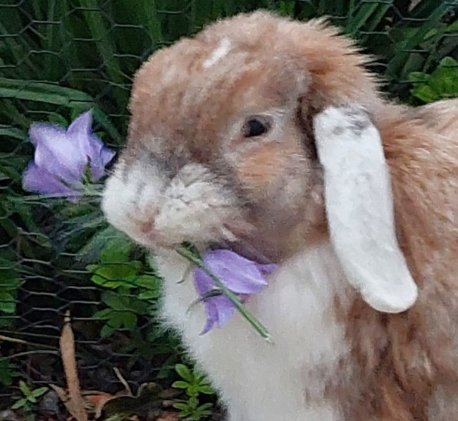 Ein alter Hase mit einer Glockenblume im Maul
